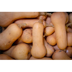 Butternut à la piece