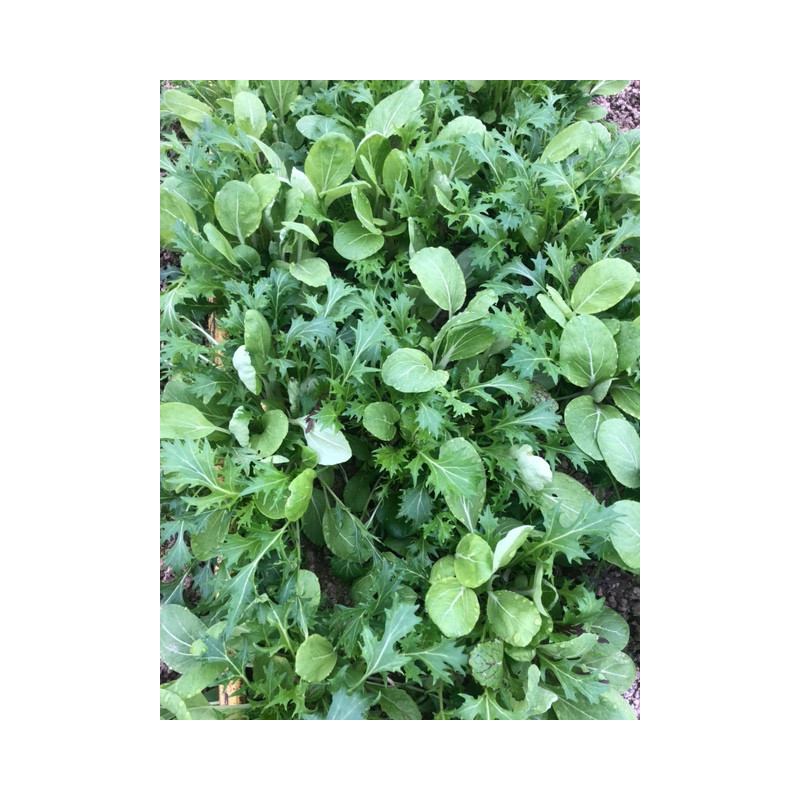 Mesclun 100gr