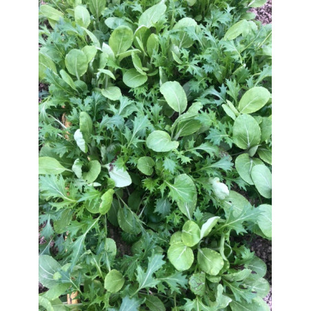 Mesclun 100gr