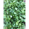 Mesclun 100gr